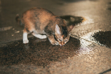A calico cat lowers its head to drink water from a shallow puddle on a wet, reflective ground surface. © Nori