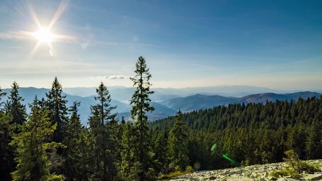 Forest with coniferous trees on stone mountain in highland in autumn