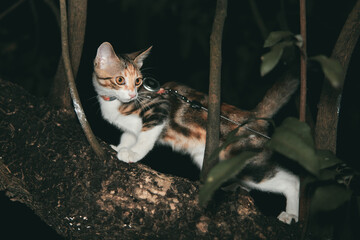 A calico cat wearing a harness and leash stands on a rough tree branch at night, looking to the side. © Nori