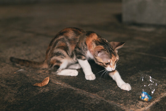 A calico cat crouches on a tile floor, looking down and extending one front paw toward a piece of clear plastic packaging.