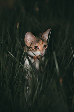 A calico cat wearing a collar sits among tall green grass in low light.
