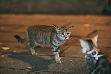 A tabby cat stands with flattened ears looking toward another cat wearing a harness on paved ground at night. © Nori