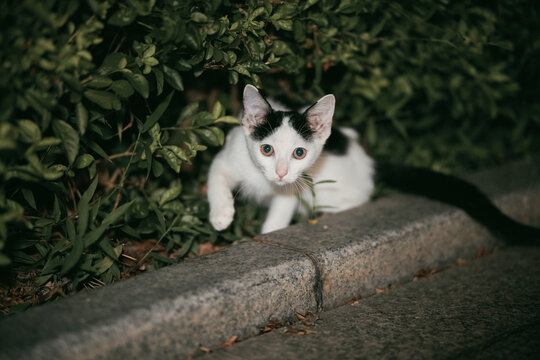 A black and white cat emerges from green bushes and crouches near a curb, looking directly at the camera.