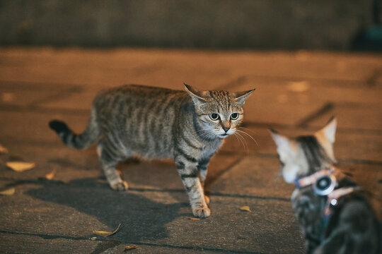 A tabby cat stands with flattened ears looking toward another cat wearing a harness on paved ground at night.