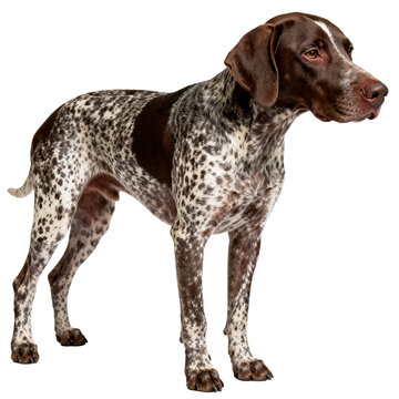 [Transparent Background PNG]German Shorthaired Pointer Dog Standing Against White Background