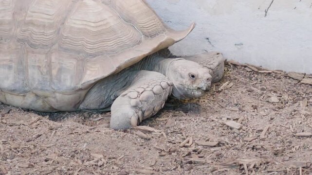 Large sulcata tortoise resting on ground moving head