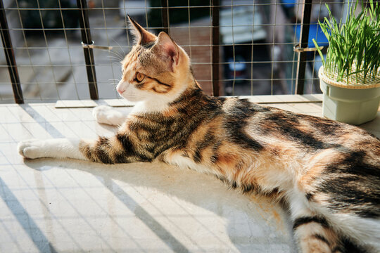 A calico cat with tabby markings lies on a sunny balcony ledge beside a pot of cat grass, looking to the side.