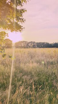 Sun glints at sunset over rural landscape and fields in peaceful countryside setting