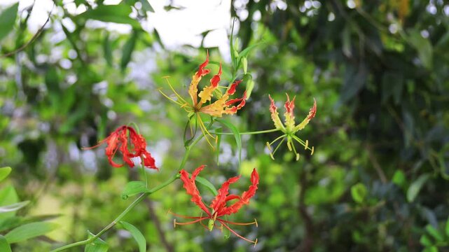 Gloriosa superba or Flame Lily blooming in nature with vibrant red and yellow petals against a blurred green bokeh background.