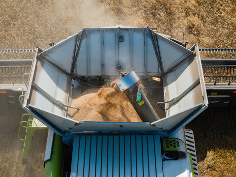 Aerial view of a combine harvester collecting golden grain in a field, showing the grain tank filling up during the harvest process in Targale parish, Ventspils Municipality, Latvia.