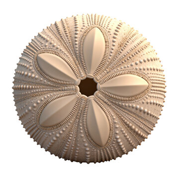 [Transparent Background PNG]Close-up View of a Sea Urchin Skeleton Test with Symmetrical Patterns