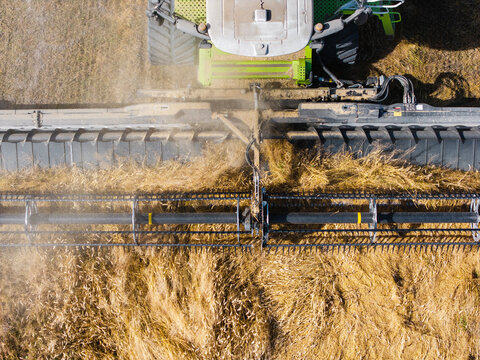 Aerial view of a combine harvester cutting golden wheat in a field in Targale parish, Ventspils Municipality, Latvia.