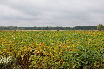 Vast soybean field turns yellow and ripens under a cloudy autumn sky. A dense green forest stretches along the distant horizon. This agricultural landscape showcases peaceful rural nature before the u © Олег Струс