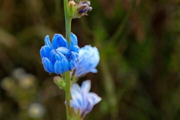 Vibrant blue chicory petals bloom on a slender green stem in a natural habitat. Macro photography highlights the delicate texture of the flower and its rich sky-blue hues. Aesthetic shot emphasizes th © Олег Струс