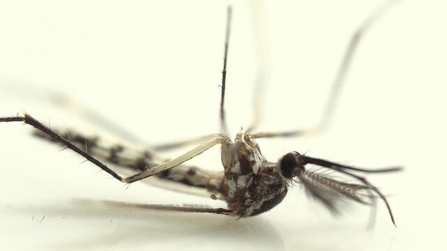Dead Mosquito Insect Close-Up on White Background