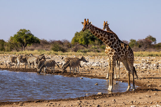 Giraffes and Zebras at a waterhole in Etosha National Park, Namibia, Africa
