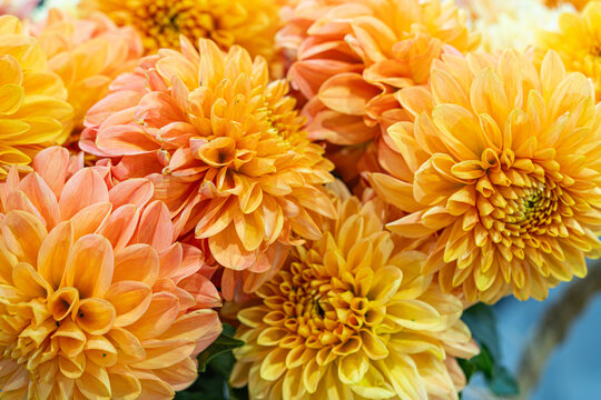 Chrysanthemums arrangement in garden setting, showcasing vibrant warm hues, tightly packed composition, rich tapestry of petals, bright natural lighting, soft delicate texture, lushness and freshness