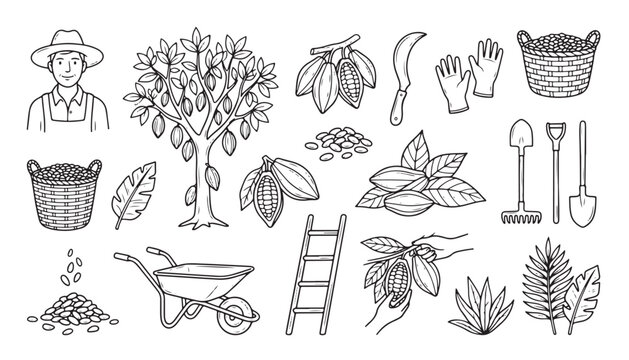 Cocoa farming