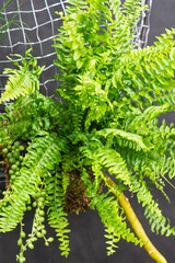 Green fern plant with delicate fronds, vibrant green hues, indoor setting, dark textured backdrop, soft diffused lighting, naturalistic composition © Mister