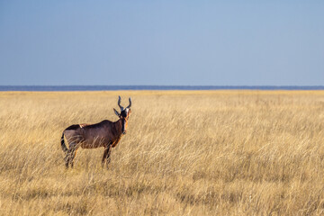 A Red Hartebeest in Etosha National Park, Namibia, Africa © MB Photography 