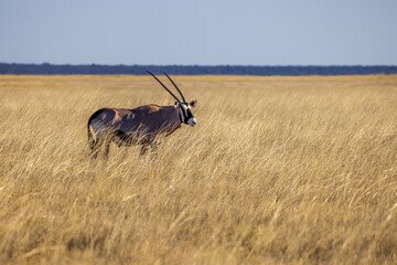 An Oryx at Etosha National Park, Namibia, Africa © MB Photography 