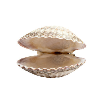 [Transparent Background PNG]Open Scallop Seashell With Ribbed Textured Surface