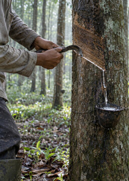 Farmer Tapping a Rubber Tree for Natural Latex