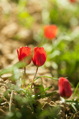 Fototapeta premium Vertical close-up shot of small red wild tulips in full bloom growing on rocky soil, bathed in warm natural sunlight with soft green and earth-toned bokeh blur in the background.