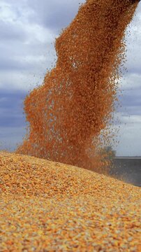 Vertical high shutter speed shot of yellow corn kernels pouring from a combine auger into a nearly full grain trailer during autumn harvest under a cloudy sky. Corn harvesting.