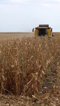 Combine harvester approaching through a field of tall dry corn plants during autumn harvest under a gray overcast sky. Corn harvesting.