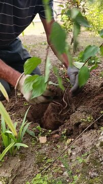 Close up of gloved hands planting a small green seedling with a visible root ball into dark soil, showing a gardener kneeling during spring planting work in a garden bed.
