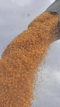 Low angle high shutter speed shot of yellow corn pouring from a combine auger, with dust and light plant debris visible on a cloudy autumn harvest day.
