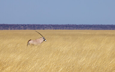 An Oryx at Etosha National Park, Namibia, Africa © MB Photography 