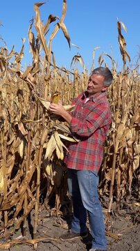 Middle-aged farmer standing in a cornfield, peeling and inspecting a ripe corn cob, then showing it to the camera with an approving nod on a sunny day.
