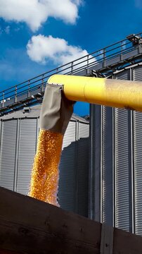 Low angle shot of yellow corn grain pouring from a combine auger into a farm trailer beside metal agricultural silos on a sunny day.