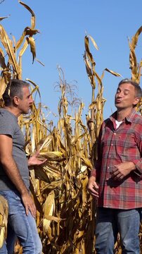 Two smiling middle-aged farmers discuss a mature corn crop and take a smartphone selfie together beside a ripe corn cob in a field ready for harvest.