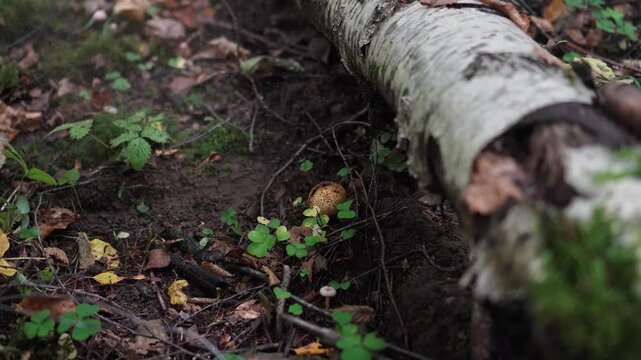 Close up of a puffball mushroom exploding and releasing a gray cloud of spores when hit with a knife in slow motion.