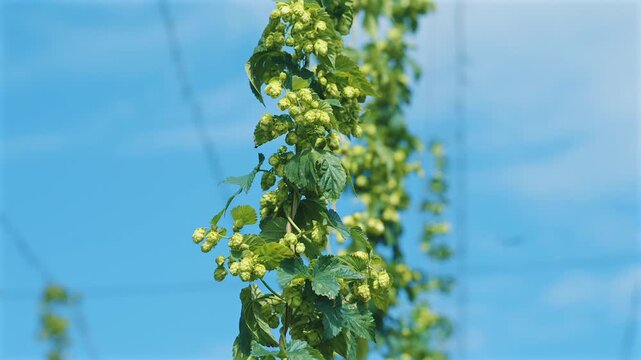 Camera moving along a single hop bine covered with green cones and leaves, with other hop plants and blue sky behind