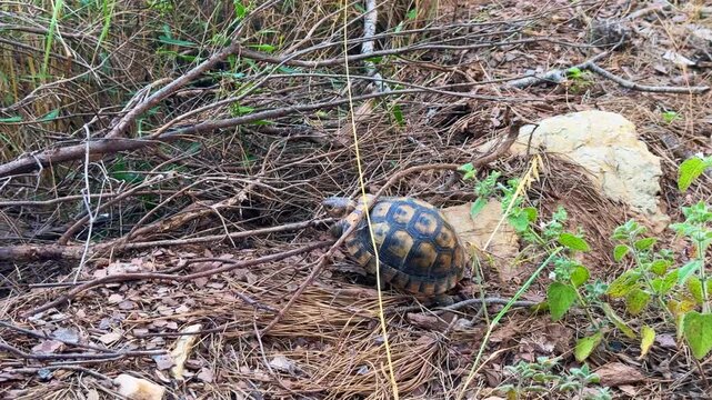 A close-up of a tortoise on rocky ground surrounded by dry grass and small plants. The tortoise has a patterned shell and is partially hidden among the stones.