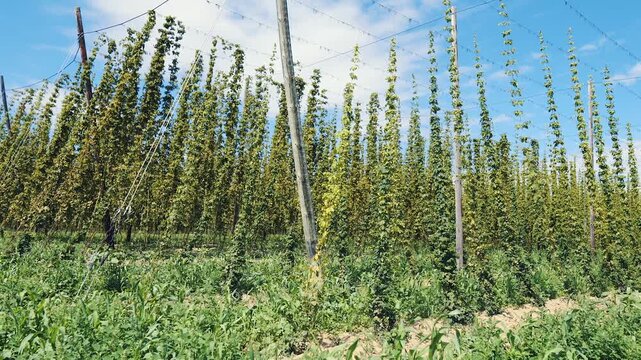 A hop field with tall bines trained up wires and poles, green against a partly cloudy sky