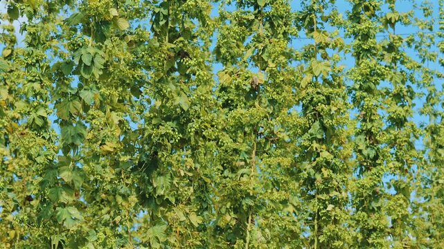 A wall of hop bines and leaves with ripening cones set against a bright blue sky
