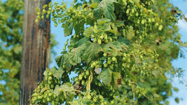 The frame filled with green hop bines and cones climbing against a clear blue sky