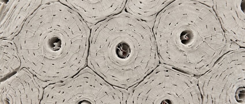 Bone compact tissue microscopic view showing haversian system and osteons. Cross section of bone matrix with central canals, lamellae, and canaliculi. Histology and anatomy scientific structure