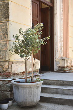 Olive tree in a large concrete planter in front of an old building entrance