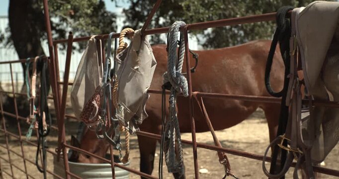 A brown horse eats behind a gate hung with equestrian tack in a static wide shot.