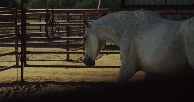 A gray horse lies on the ground inside a fenced paddock in a static side view.