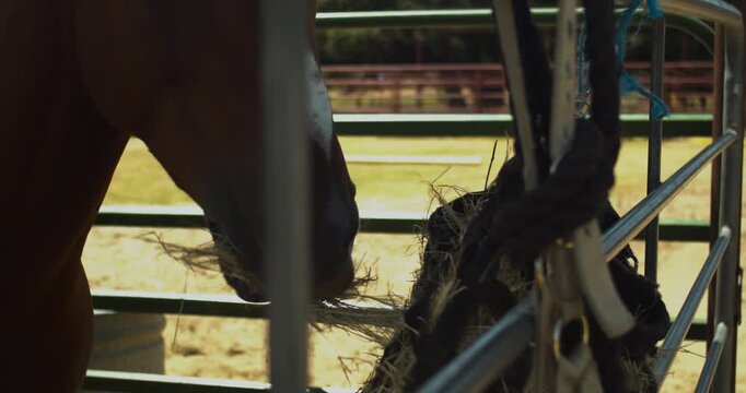A horse eats hay beside hanging tack on a metal gate in a static close shot.