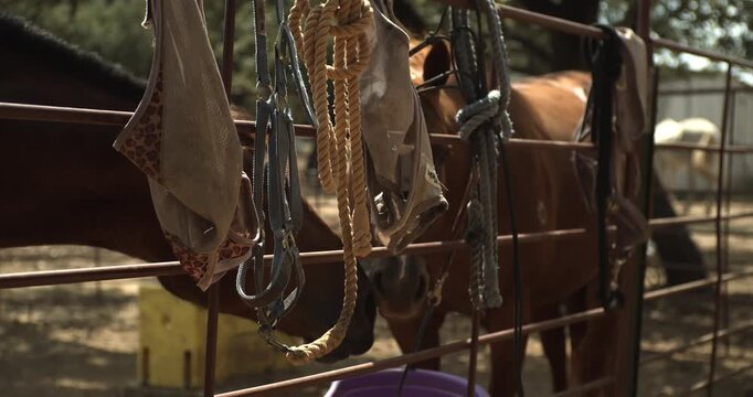 Hanging ropes, bridles and stirrups fill the foreground with a horse behind a fence.