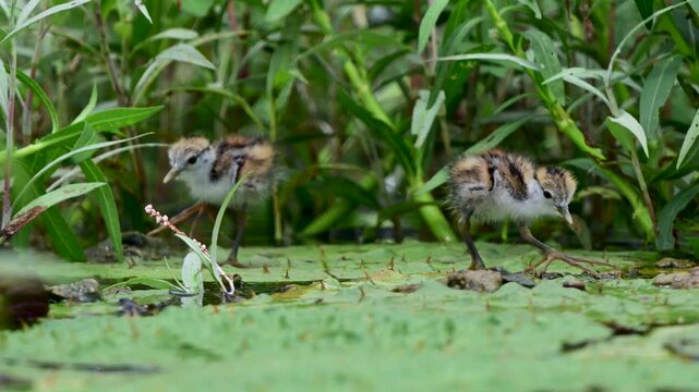 Baby jacana carefully moves among grass and aquatic plants, showing the characteristic long legs of this wetland bird.