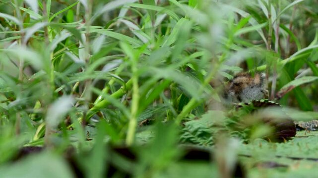Young jacana explores dense green plants in a natural freshwater habitat while searching through the vegetation.